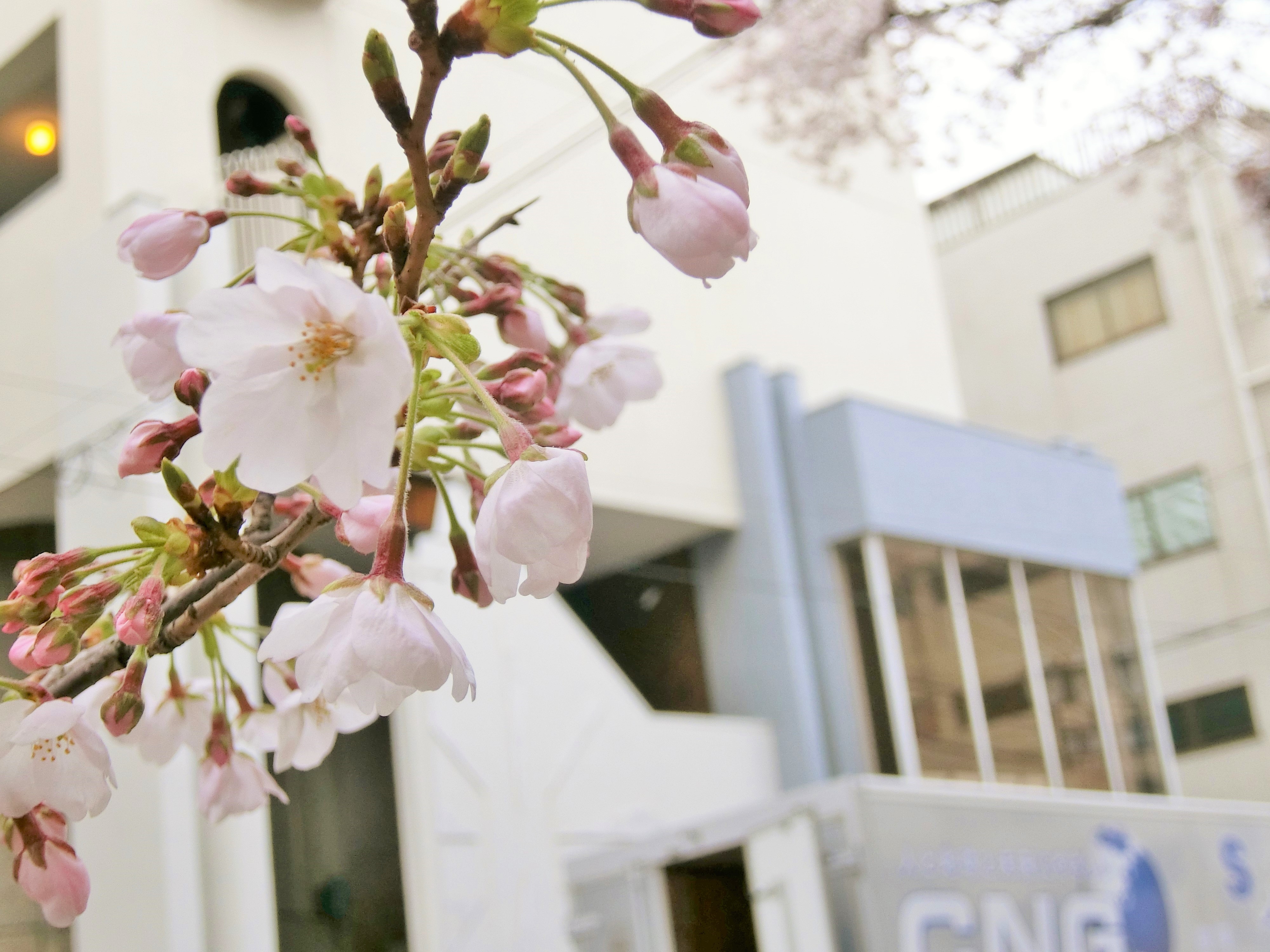 桜と音楽を楽しむ、桜まつりを開催しました。